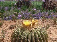 Echinocactus platyacanthus ©JLcoll.1146.jpg